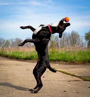 dog cathing ball